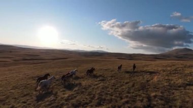 Güzel yaz günbatımında bir tarlada koşan vahşi at sürüsünün etrafında uçan ve kovalayan bir FPV drone görüntüsü.. 