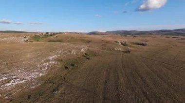 Güzel yaz günbatımında bir tarlada koşan vahşi at sürüsünün etrafında uçan ve kovalayan bir FPV drone görüntüsü.. 