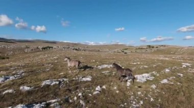Güzel yaz günbatımında bir tarlada koşan vahşi at sürüsünün etrafında uçan ve kovalayan bir FPV drone görüntüsü.. 