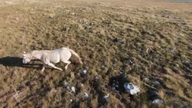 Güzel yaz günbatımında bir tarlada koşan vahşi at sürüsünün etrafında uçan ve kovalayan bir FPV drone görüntüsü.. 