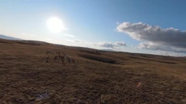 Güzel yaz günbatımında bir tarlada koşan vahşi at sürüsünün etrafında uçan ve kovalayan bir FPV drone görüntüsü.. 