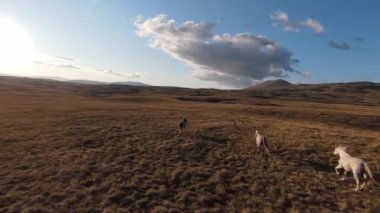 Güzel yaz günbatımında bir tarlada koşan vahşi at sürüsünün etrafında uçan ve kovalayan bir FPV drone görüntüsü.. 