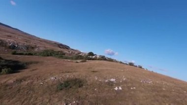 Güzel yaz günbatımında bir tarlada koşan vahşi at sürüsünün etrafında uçan ve kovalayan bir FPV drone görüntüsü.. 