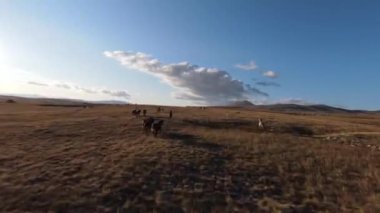 Güzel yaz günbatımında bir tarlada koşan vahşi at sürüsünün etrafında uçan ve kovalayan bir FPV drone görüntüsü.. 
