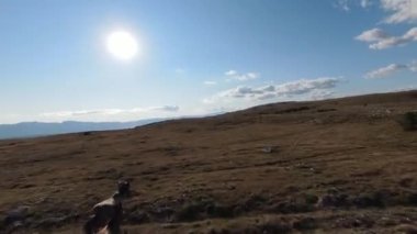 Güzel yaz günbatımında bir tarlada koşan vahşi at sürüsünün etrafında uçan ve kovalayan bir FPV drone görüntüsü.. 