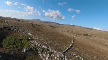 Güzel yaz günbatımında bir tarlada koşan vahşi at sürüsünün etrafında uçan ve kovalayan bir FPV drone görüntüsü.. 