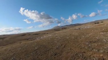 Güzel yaz günbatımında bir tarlada koşan vahşi at sürüsünün etrafında uçan ve kovalayan bir FPV drone görüntüsü.. 