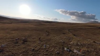 Güzel yaz günbatımında bir tarlada koşan vahşi at sürüsünün etrafında uçan ve kovalayan bir FPV drone görüntüsü.. 
