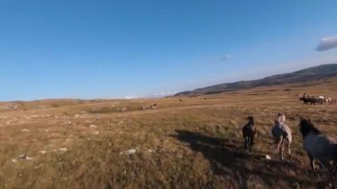 Güzel yaz günbatımında bir tarlada koşan vahşi at sürüsünün etrafında uçan ve kovalayan bir FPV drone görüntüsü.. 