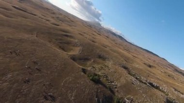 Güzel yaz günbatımında bir tarlada koşan vahşi at sürüsünün etrafında uçan ve kovalayan bir FPV drone görüntüsü.. 