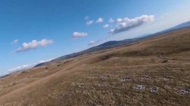 Güzel yaz günbatımında bir tarlada koşan vahşi at sürüsünün etrafında uçan ve kovalayan bir FPV drone görüntüsü.. 