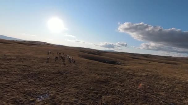 Aerea FPV drone colpo di un inseguimento e volare vicino intorno mandria di cavalli selvatici in esecuzione su un campo al bellissimo tramonto estivo. — Video Stock