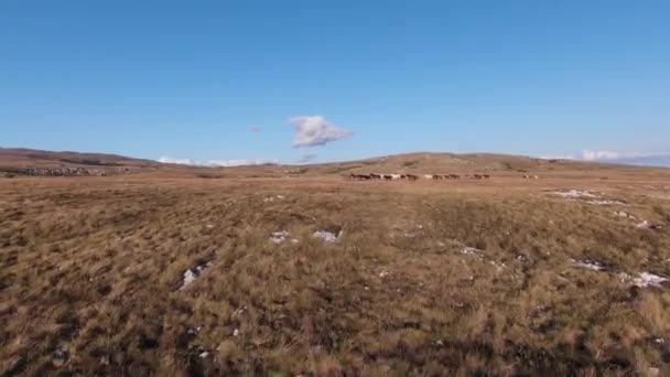 Aerea FPV drone colpo di un inseguimento e volare vicino intorno mandria di cavalli selvatici in esecuzione su un campo al bellissimo tramonto estivo. — Video Stock