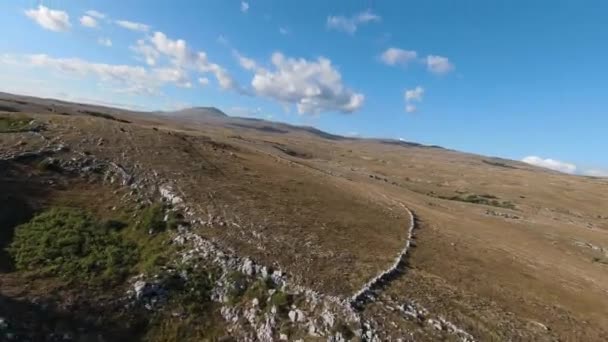 Повітряний FPV безпілотник стріляв в погоню і літав близько навколо стада диких коней, що бігають на полі на красивому літньому заході сонця . — стокове відео