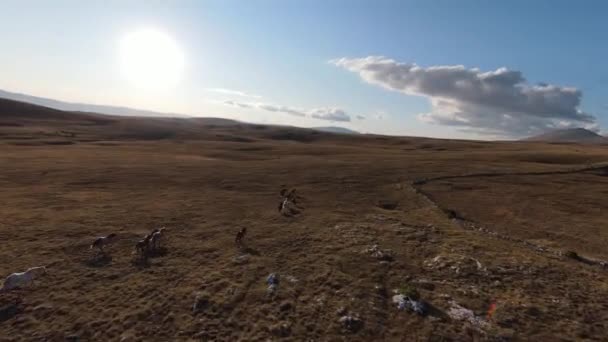 Воздушный дрон FPV запечатлел погоню и полет вблизи стада диких лошадей, бегущих по полю на красивом летнем закате. — стоковое видео