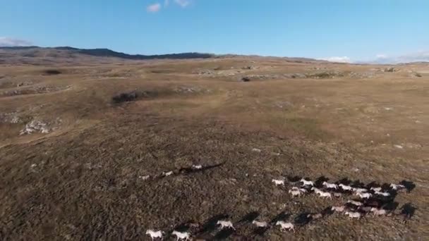 Εναέρια FPV drone πλάνο ενός κυνηγούν και πετούν κοντά γύρω από το κοπάδι των άγριων αλόγων που τρέχουν σε ένα χωράφι στο όμορφο ηλιοβασίλεμα του καλοκαιριού. — Αρχείο Βίντεο
