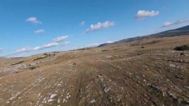 Güzel yaz günbatımında bir tarlada koşan vahşi at sürüsünün etrafında uçan ve kovalayan bir FPV drone görüntüsü.. 