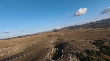 Güzel yaz günbatımında bir tarlada koşan vahşi at sürüsünün etrafında uçan ve kovalayan bir FPV drone görüntüsü.. 
