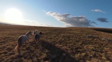 Güzel yaz günbatımında bir tarlada koşan vahşi at sürüsünün etrafında uçan ve kovalayan bir FPV drone görüntüsü.. 