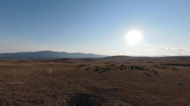 Güzel yaz günbatımında bir tarlada koşan vahşi at sürüsünün etrafında uçan ve kovalayan bir FPV drone görüntüsü.. 