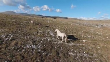 Güzel yaz günbatımında bir tarlada koşan vahşi at sürüsünün etrafında uçan ve kovalayan bir FPV drone görüntüsü.. 