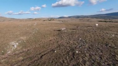 Güzel yaz günbatımında bir tarlada koşan vahşi at sürüsünün etrafında uçan ve kovalayan bir FPV drone görüntüsü.. 