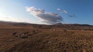 Güzel yaz günbatımında bir tarlada koşan vahşi at sürüsünün etrafında uçan ve kovalayan bir FPV drone görüntüsü.. 