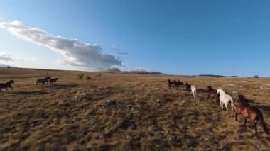 Güzel yaz günbatımında bir tarlada koşan vahşi at sürüsünün etrafında uçan ve kovalayan bir FPV drone görüntüsü.. 
