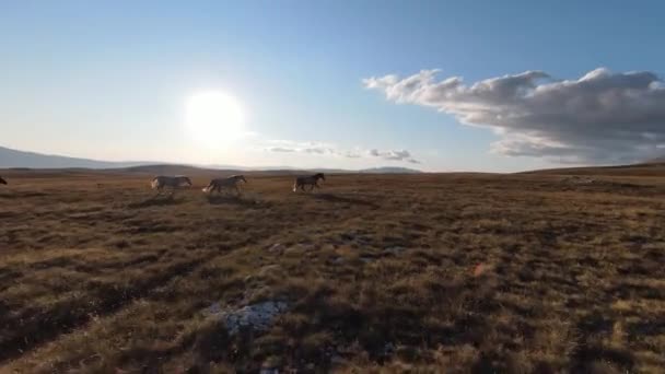 Aerial FPV drone shot of a chasing and flying close around herd of wild horses running on a field at beautiful summer sunset. — Stock Video