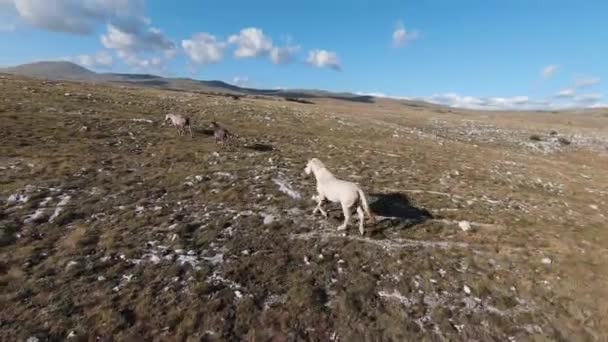 Flyg FPV drönare skott av en jagar och flyger nära runt hjord av vilda hästar som springer på ett fält vid vacker sommar solnedgång. — Stockvideo