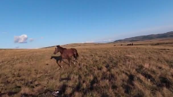 Εναέρια FPV drone πλάνο ενός κυνηγούν και πετούν κοντά γύρω από το κοπάδι των άγριων αλόγων που τρέχουν σε ένα χωράφι στο όμορφο ηλιοβασίλεμα του καλοκαιριού. — Αρχείο Βίντεο