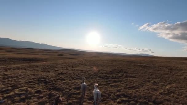 Flyg FPV drönare skott av en jagar och flyger nära runt hjord av vilda hästar som springer på ett fält vid vacker sommar solnedgång. — Stockvideo