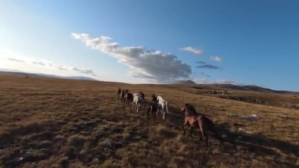 Luchtfoto FPV drone van een jacht en vliegen dicht rond kudde wilde paarden rennend op een veld bij prachtige zomer zonsondergang. — Stockvideo