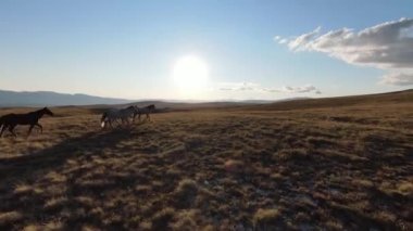 Güzel yaz günbatımında bir tarlada koşan vahşi at sürüsünün etrafında uçan ve kovalayan bir FPV drone görüntüsü.. 