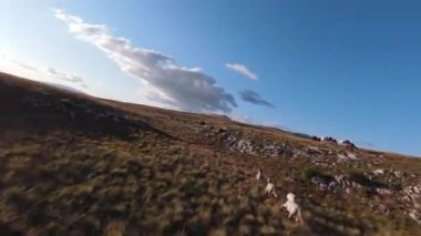 Güzel yaz günbatımında bir tarlada koşan vahşi at sürüsünün etrafında uçan ve kovalayan bir FPV drone görüntüsü.. 