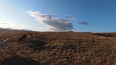 Güzel yaz günbatımında bir tarlada koşan vahşi at sürüsünün etrafında uçan ve kovalayan bir FPV drone görüntüsü.. 