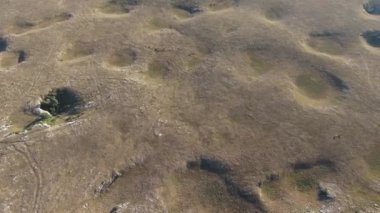 Güzel yaz günbatımında bir tarlada koşan vahşi at sürüsünün etrafında uçan ve kovalayan bir FPV drone görüntüsü.. 