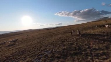 Güzel yaz günbatımında bir tarlada koşan vahşi at sürüsünün etrafında uçan ve kovalayan bir FPV drone görüntüsü.. 
