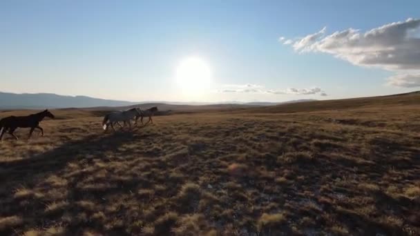 Flyg FPV drönare skott av en jagar och flyger nära runt hjord av vilda hästar som springer på ett fält vid vacker sommar solnedgång. — Stockvideo