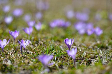 Güzel çiçekler kapanıyor.