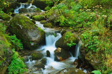 dağ orman manzarası