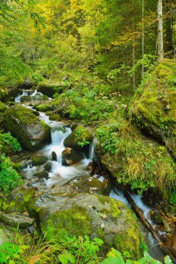 dağ orman manzarası