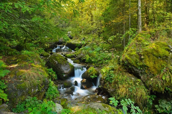 Montanha paisagem florestal — Fotografia de Stock