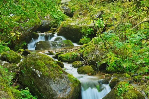 Гірський краєвид ліс — стокове фото