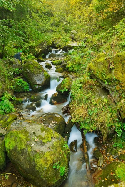 Horský Lesní krajina — Stock fotografie