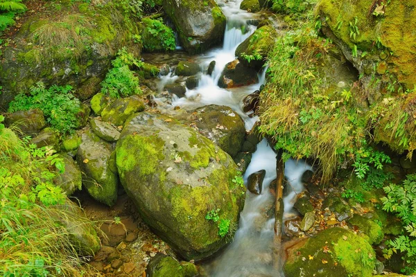 Horský Lesní krajina — Stock fotografie