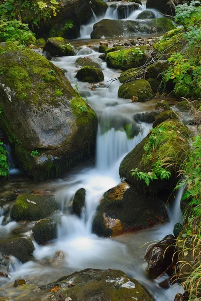 Horský Lesní krajina — Stock fotografie