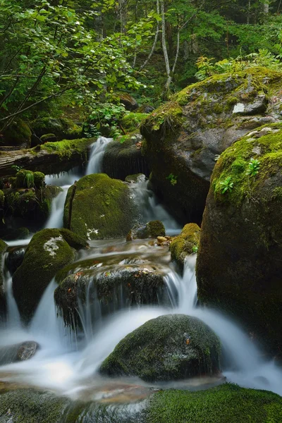 Horský Lesní krajina — Stock fotografie