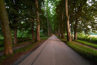 Ağaçların taze yaz sabahı olan yol