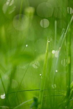 Çiy damlalı çimenler